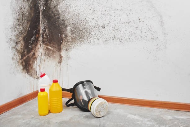 Best Water Damage Restoration  in Old Mystic, CT