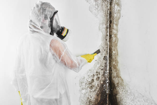Best Black Mold Removal  in Old Mystic, CT