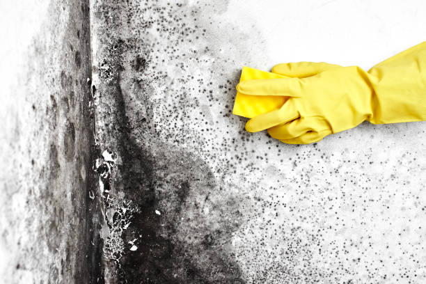 Best Commercial Mold Removal  in Old Mystic, CT