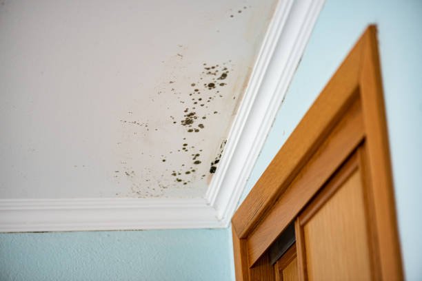 Home Mold Removal in Old Mystic, CT