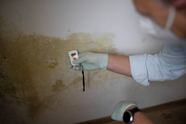 Best Mold Remediation Services  in Old Mystic, CT