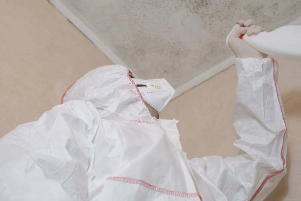 Best Local Mold Removal Service  in Old Mystic, CT