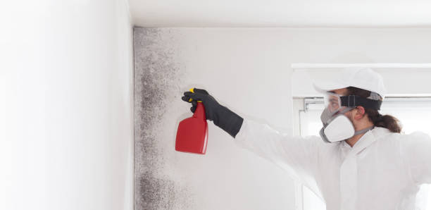 Best Mold Remediation  in Old Mystic, CT