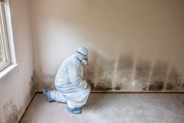 Best Mold Testing  in Old Mystic, CT