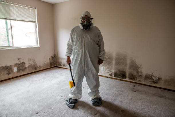 Best Attic Mold Removal  in Old Mystic, CT