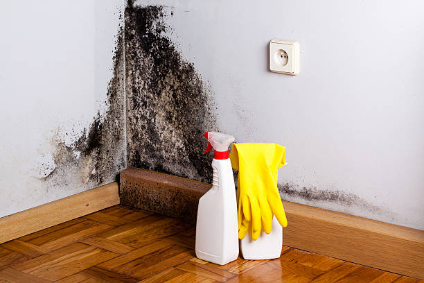 Best Mold Removal Company Near Me  in Old Mystic, CT