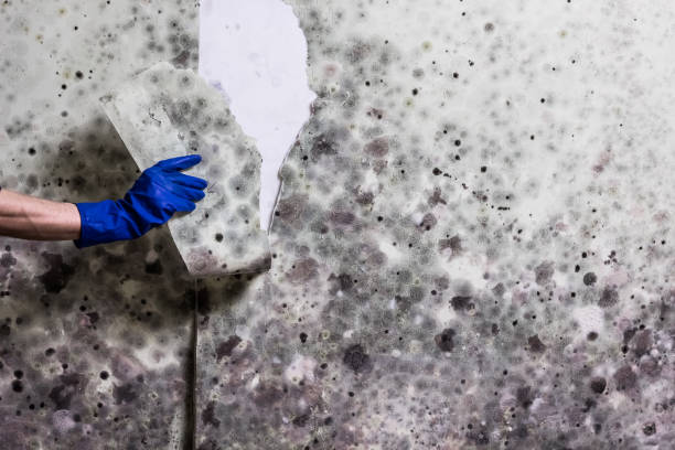 Best Certified Mold Removal  in Old Mystic, CT