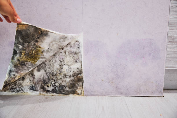 Best Fast Mold Removal  in Old Mystic, CT